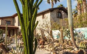 Garden Cactus